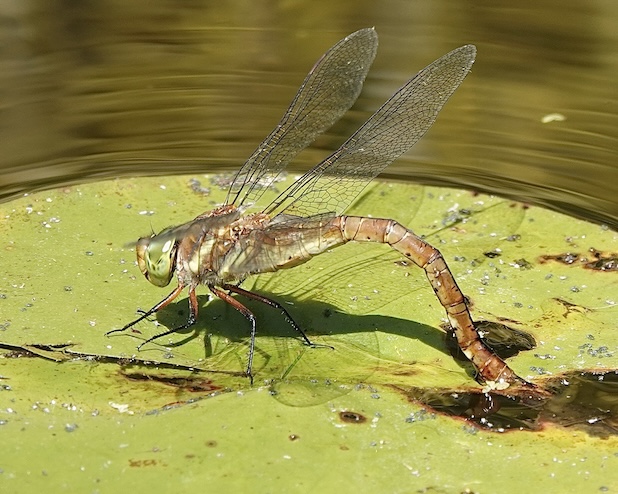 Norfolk hawker